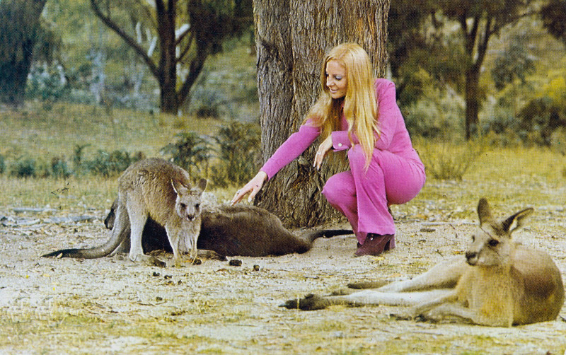A Tidbinbilla Nature Reserve postcard c1970s