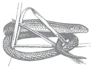 Striped Legless Lizards