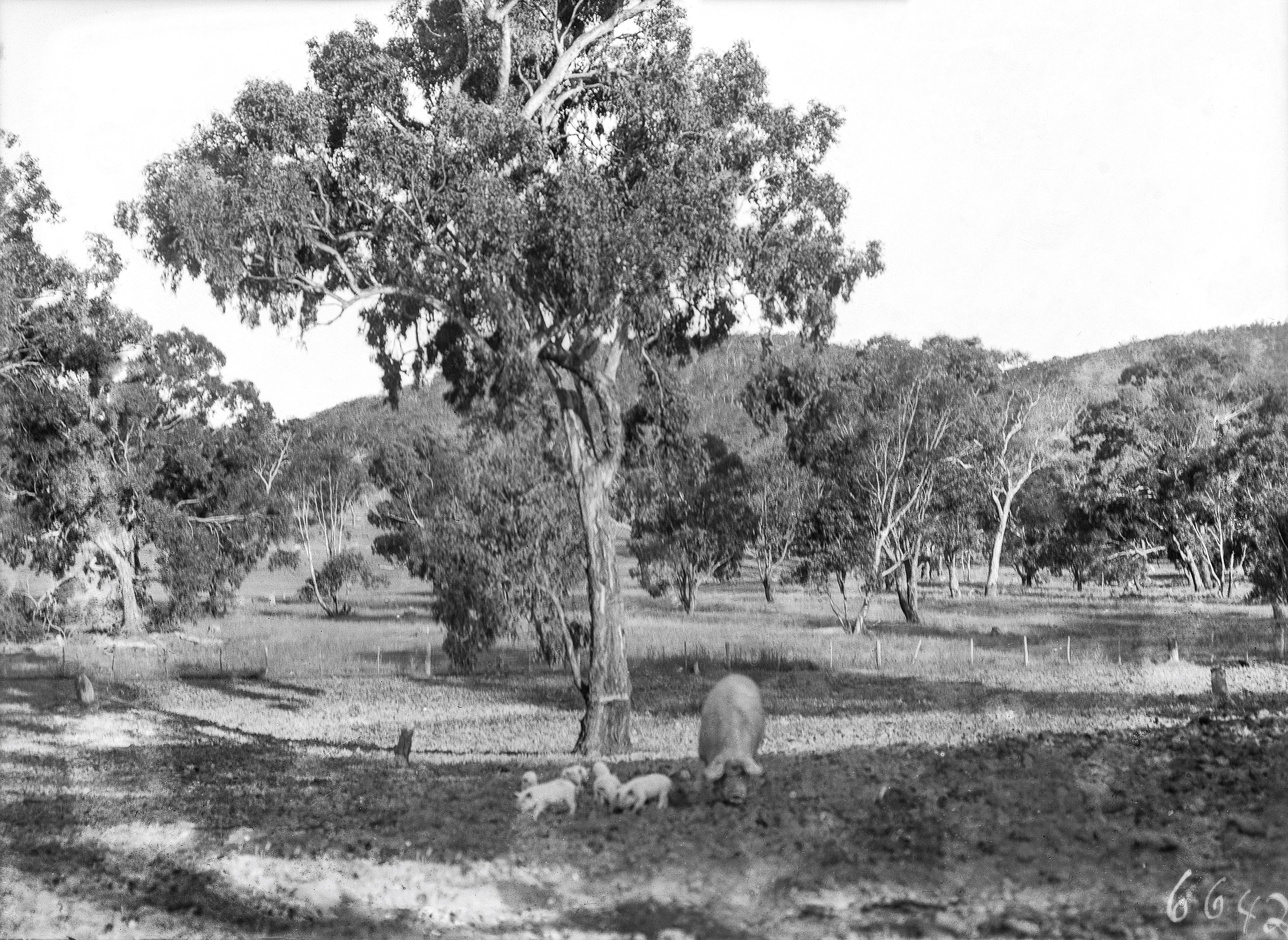 Sow and piglets grazing in a paddock